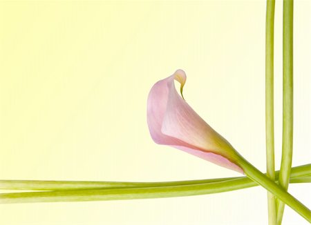 Radiant Pink Calla Lily Border Image with Stems and Flower. Photographie de stock - Aubaine LD & Abonnement, Code: 400-04758787