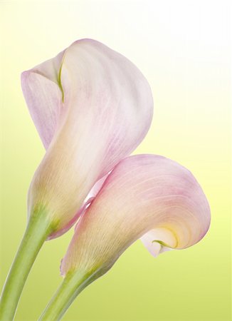 Radiant Pink Calla Lily Background with Green. Photographie de stock - Aubaine LD & Abonnement, Code: 400-04758783