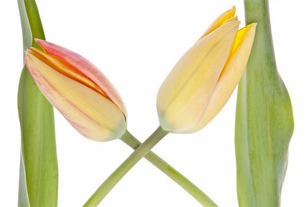 simsearch:400-05325346,k - Beautiful Spring Tulips. Can work as a border of background, isolated on white with a clipping path. Photographie de stock - Aubaine LD & Abonnement, Code: 400-04759294