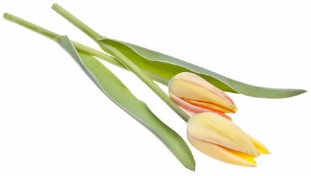 simsearch:400-05325346,k - Beautiful Spring Tulips. Can work as a border of background, isolated on white with a clipping path. Photographie de stock - Aubaine LD & Abonnement, Code: 400-04759293