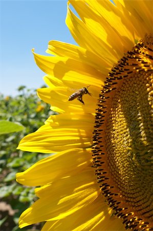 simsearch:400-06077675,k - Pretty sunflower in sunny day with pollinating bee Stock Photo - Budget Royalty-Free & Subscription, Code: 400-04759374