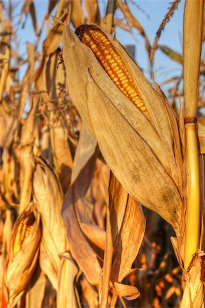 simsearch:400-05693764,k - Beautiful mature corn ears shortly before harvest Stock Photo - Budget Royalty-Free & Subscription, Code: 400-04759371