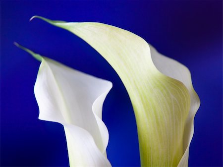 Two white calla blooms in blue background Photographie de stock - Aubaine LD & Abonnement, Code: 400-04759611
