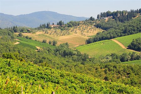 Hill Of Tuscany With Vineyard In The Chianti Region Stock Photo - Budget Royalty-Free & Subscription, Code: 400-04759760