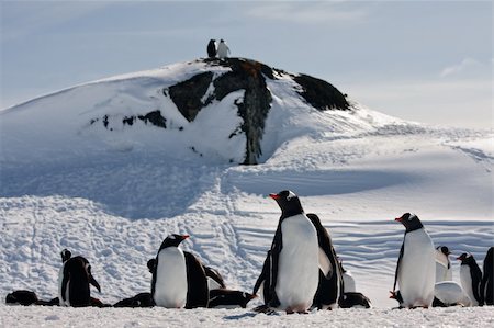 pole expedition - a large group of penguins having fun in the snowy hills of the Antarctic Stock Photo - Budget Royalty-Free & Subscription, Code: 400-04750156