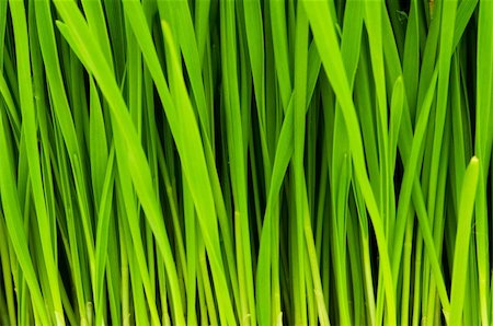 simsearch:400-05731622,k - Green glass close up with blades and roots Stock Photo - Budget Royalty-Free & Subscription, Code: 400-04750274