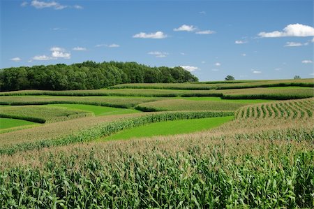 Rows of corn alternating with strips of small grain or hay follow the contours of a hillside in southern Wisconsin. The strips slow the rate of water runoff, and farming in line with contours reduces fuel consumption and equipment wear. Fotografie stock - Microstock e Abbonamento, Codice: 400-04750405