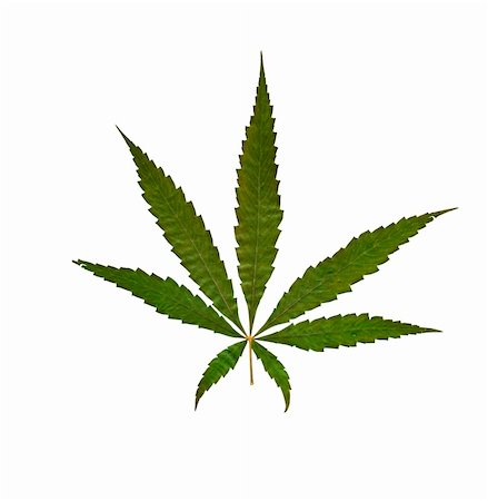 Detail of the leaf of grass - marijuana Stock Photo - Budget Royalty-Free & Subscription, Code: 400-04750483