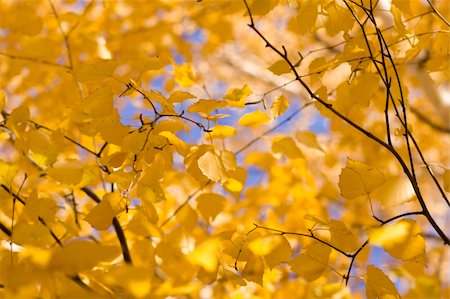 simsearch:400-07107314,k - Autumn landscape forest yellow aspen trees birches Fotografie stock - Microstock e Abbonamento, Codice: 400-04750550