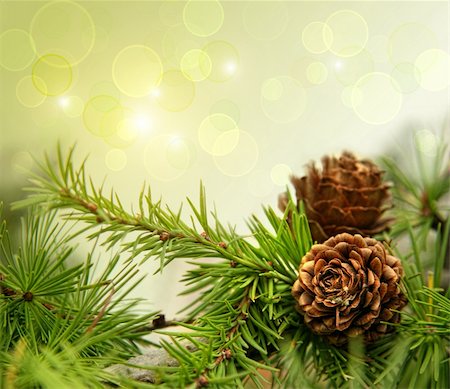 simsearch:400-06391837,k - Pine cones on branches with holiday background Stock Photo - Budget Royalty-Free & Subscription, Code: 400-04750689