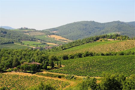 Hill Of Tuscany With Vineyard In The Chianti Region Stock Photo - Budget Royalty-Free & Subscription, Code: 400-04750809