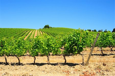 Hill Of Tuscany With Vineyard In The Chianti Region Stock Photo - Budget Royalty-Free & Subscription, Code: 400-04750825