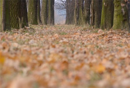 autumn park with fallen dry leafs on the ground. with out of focus space Stock Photo - Budget Royalty-Free & Subscription, Code: 400-04750877