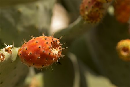 figue de barbarie - Ripe tunas or prickly pears  on the cactus Photographie de stock - Aubaine LD & Abonnement, Code: 400-04750940