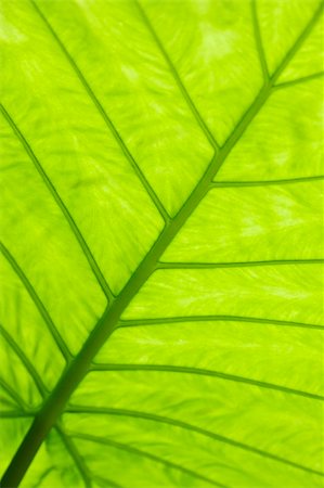 rodho (artist) - Green leaf surface macro shot , shallow DOF and  Adobe RGB color profile used for output JPG file Foto de stock - Royalty-Free Super Valor e Assinatura, Número: 400-04751107