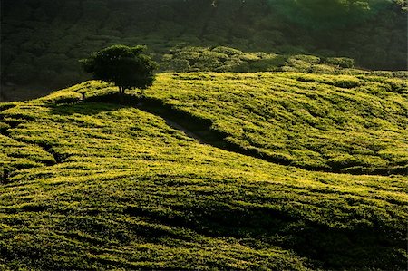 Tea plantation in cameron highland in Malaysia. Stock Photo - Budget Royalty-Free & Subscription, Code: 400-04751118