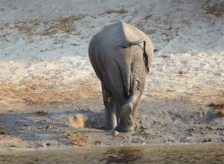 African elephant (Loxodonta Africana) on the banks of the Chobe River in Botswana drinking water and playing in the mud Stock Photo - Budget Royalty-Free & Subscription, Code: 400-04751244