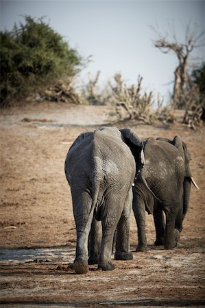 simsearch:400-06137139,k - A herd of African elephants (Loxodonta Africana) on the banks of the Chobe River in Botswana drinking water Photographie de stock - Aubaine LD & Abonnement, Code: 400-04751242