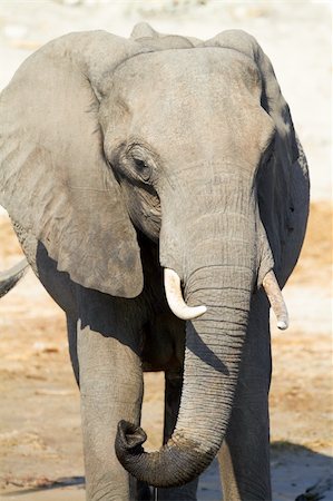 simsearch:400-06137139,k - A herd of African elephants (Loxodonta Africana) on the banks of the Chobe River in Botswana drinking water Photographie de stock - Aubaine LD & Abonnement, Code: 400-04751258