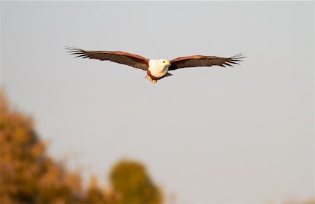 Fish eagle attempting to catch a fish in the Chobe river in Botswana in Southern Africa Foto de stock - Super Valor sin royalties y Suscripción, Código: 400-04751250