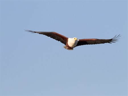 Fish eagle attempting to catch a fish in the Chobe river in Botswana in Southern Africa Stock Photo - Budget Royalty-Free & Subscription, Code: 400-04751252