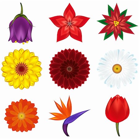 Collection of popular and exotic flowers - vector illustration. Photographie de stock - Aubaine LD & Abonnement, Code: 400-04751625