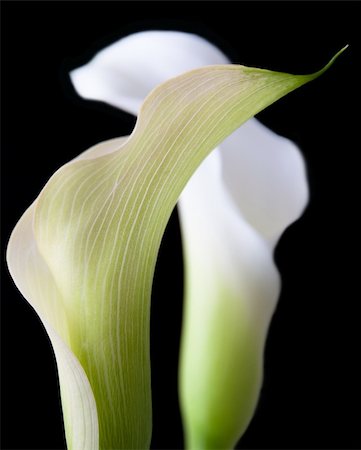 Two white calla blooms in black background Photographie de stock - Aubaine LD & Abonnement, Code: 400-04751646