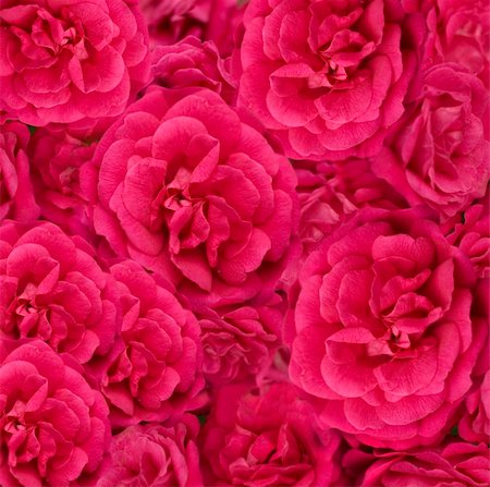 sherjaca (artist) - beautiful floral cerise pink rose flower background Foto de stock - Royalty-Free Super Valor e Assinatura, Número: 400-04751674