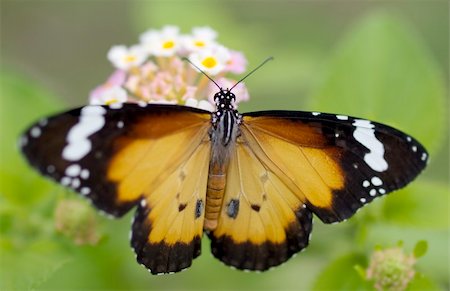 simsearch:400-04587179,k - male orange butterfly Plain Tiger (Danaus chrysippus)  African Monarch in australia Foto de stock - Super Valor sin royalties y Suscripción, Código: 400-04751673