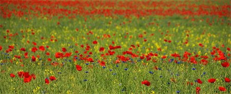 simsearch:400-04751722,k - Poppies like on a painting of claude monet Stock Photo - Budget Royalty-Free & Subscription, Code: 400-04751722