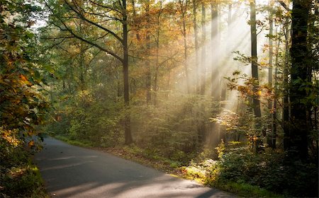 sunbeams filtered through leaves Fotografie stock - Microstock e Abbonamento, Codice: 400-04751758