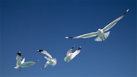 Four Seagulls flying in the blue sky Stock Photo - Budget Royalty-Free & Subscription, Code: 400-04751886