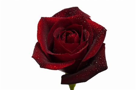 simsearch:633-02417497,k - One dark red rose with droplets isolated on white background Foto de stock - Super Valor sin royalties y Suscripción, Código: 400-04752357