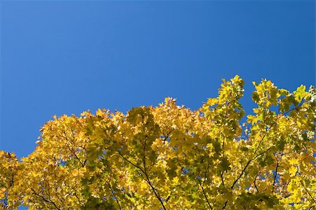 simsearch:400-05880107,k - Yellow maple leaves against clear blue sky Photographie de stock - Aubaine LD & Abonnement, Code: 400-04752597