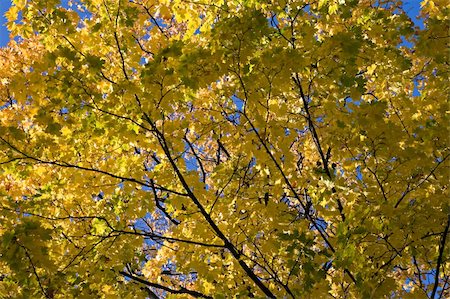simsearch:400-05880107,k - Yellow maple leaves against clear blue sky Photographie de stock - Aubaine LD & Abonnement, Code: 400-04752598