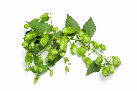 Thick hops branch isolated on white. Stock Photo - Budget Royalty-Free & Subscription, Code: 400-04752714
