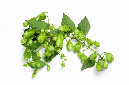 fresh hops - Thick hops branch isolated on white. Foto de stock - Super Valor sin royalties y Suscripción, Código: 400-04752714