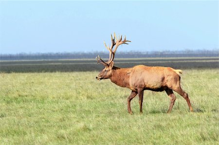 simsearch:400-07137778,k - whitetail deer on a meadow. Ascania-Nova. Ukraine Stock Photo - Budget Royalty-Free & Subscription, Code: 400-04752770