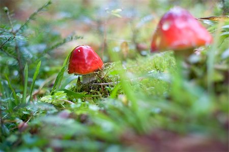 Close-up picture of a Amanita poisonous mushroom in nature Stockbilder - Microstock & Abonnement, Bildnummer: 400-04752784