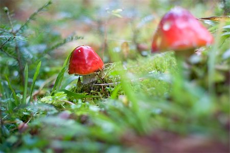 Close-up picture of a Amanita poisonous mushroom in nature Foto de stock - Super Valor sin royalties y Suscripción, Código: 400-04752784