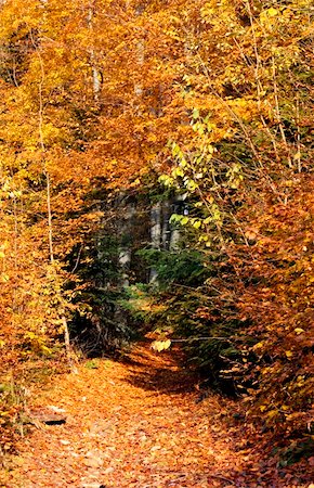 simsearch:6109-08944840,k - Beautiful autumn forest in the Carpathian mountain. Ukraine Fotografie stock - Microstock e Abbonamento, Codice: 400-04752783