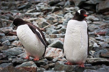 simsearch:400-07680375,k - two identical penguins resting on the stony coast of Antarctica Stock Photo - Budget Royalty-Free & Subscription, Code: 400-04753115