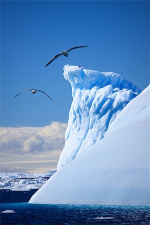 simsearch:862-03736156,k - Antarctic iceberg in the snow Photographie de stock - Aubaine LD & Abonnement, Code: 400-04753112