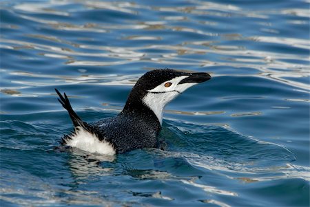 simsearch:400-06069156,k - Chinstrap Penguin in the water in Antractica Foto de stock - Super Valor sin royalties y Suscripción, Código: 400-04753273