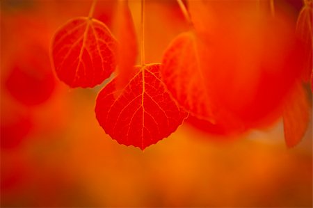 fall aspen leaves - Macro shot of red colored Aspen leaves with blurred background. Stock Photo - Budget Royalty-Free & Subscription, Code: 400-04753657