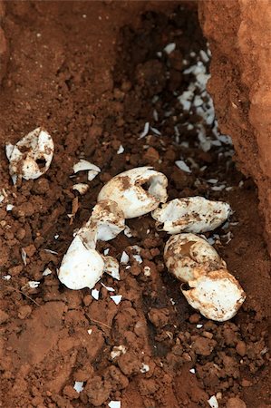 reptile eggs - Crocodille Eggs - Agu River in Uganda - The Pearl of Africa Stock Photo - Budget Royalty-Free & Subscription, Code: 400-04753673