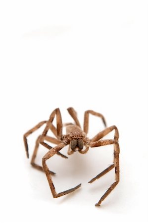 big brown spider with open legs sitting on a white paper Stockbilder - Microstock & Abonnement, Bildnummer: 400-04753707