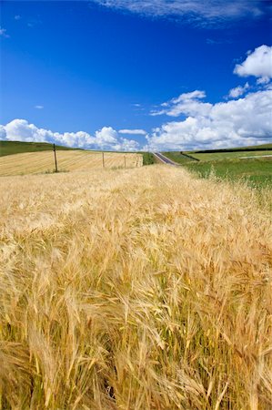 simsearch:400-06069976,k - Wheaten field and the blue sky Photographie de stock - Aubaine LD & Abonnement, Code: 400-04764308