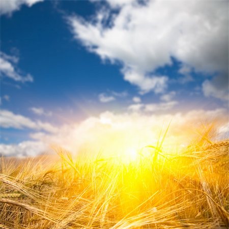 simsearch:400-06060579,k - The sunlight sprinkles the corn field outdoor of the meadow at sunset. Photographie de stock - Aubaine LD & Abonnement, Code: 400-04764330