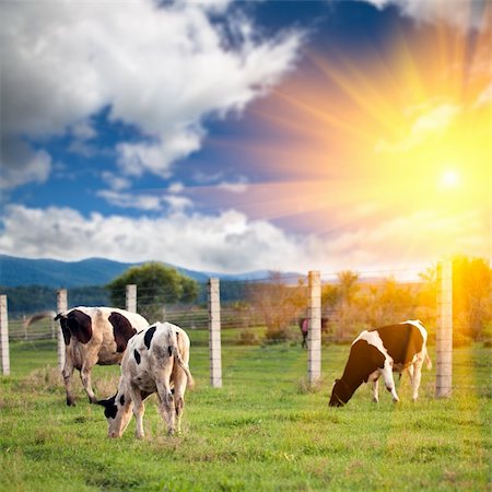 simsearch:400-06330197,k - cow in the farm with sunset background outdoor. Stockbilder - Microstock & Abonnement, Bildnummer: 400-04764333
